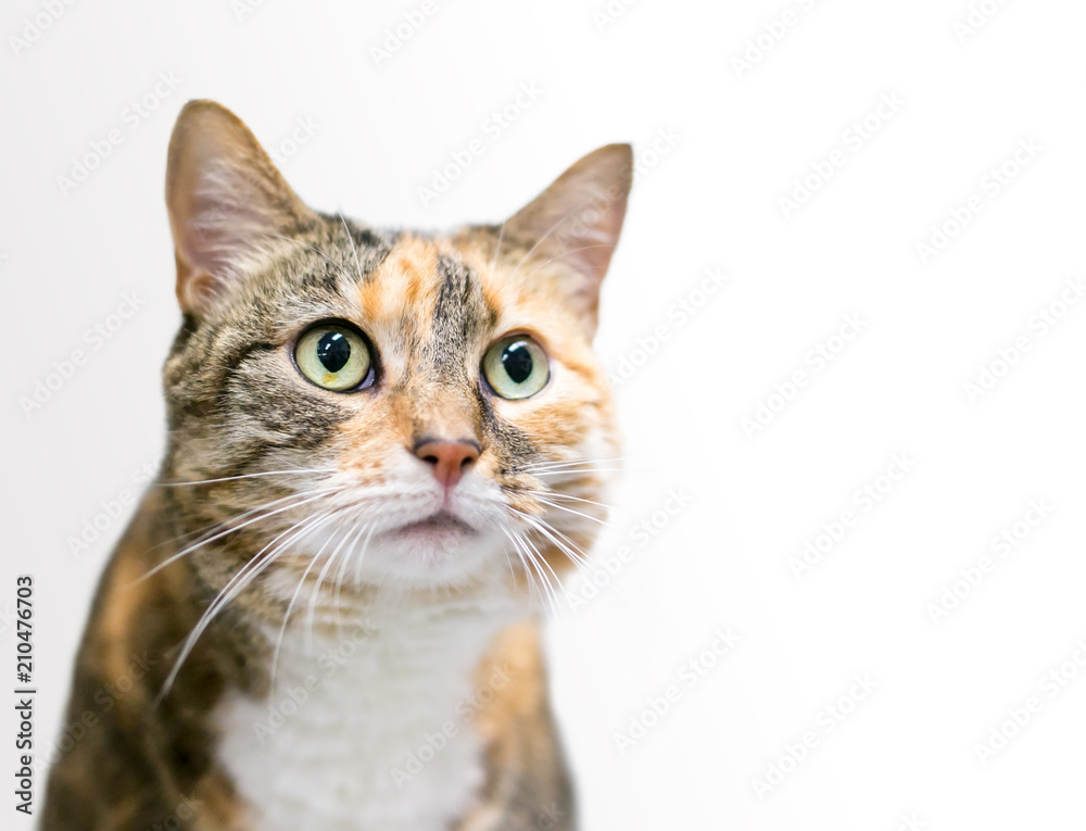 A Calico Tabby domestic shorthair cat on a white background