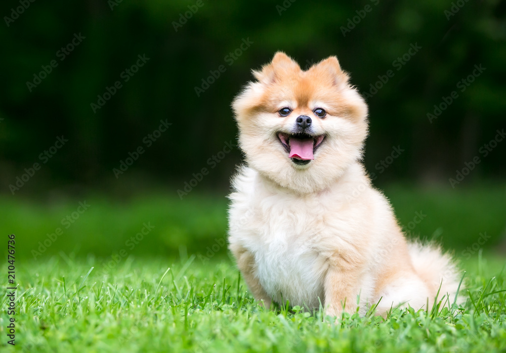 A cute Pomeranian dog with a happy expression A cute Pomeranian dog with a happy expression
