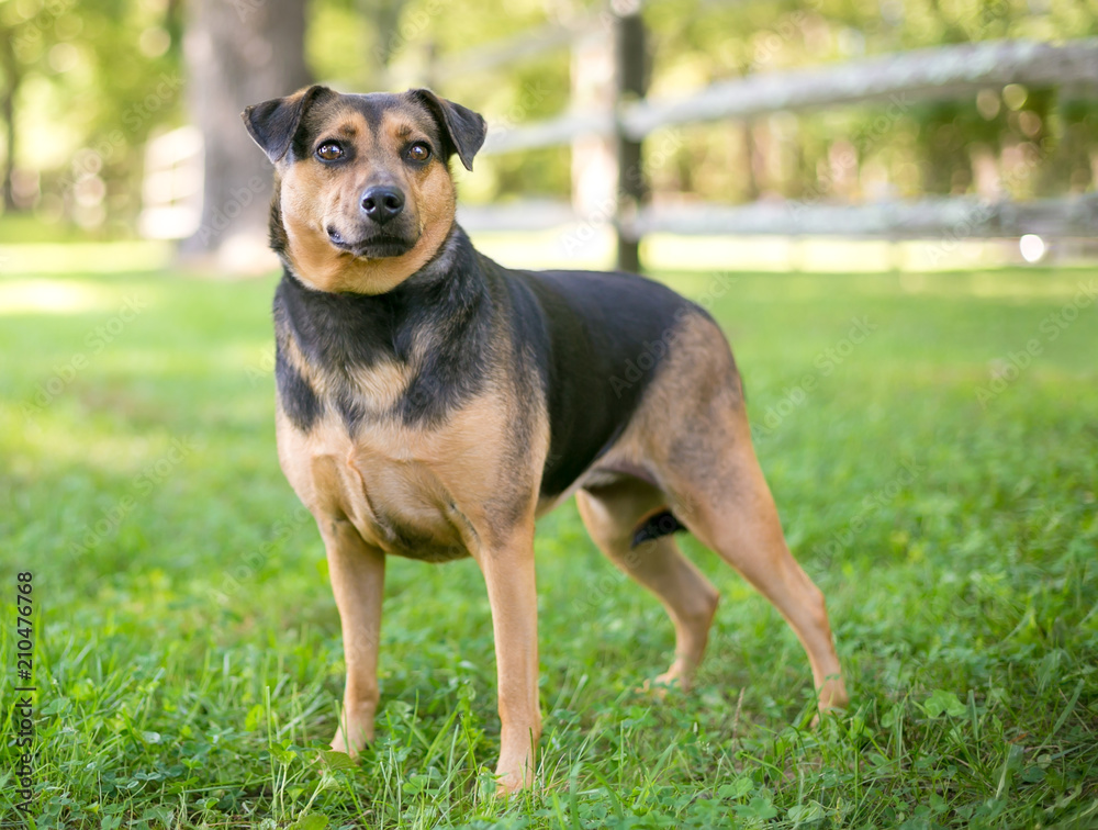 A black and tan Shepherd/Hound mixed breed dog standing outdoors A black and tan Shepherd/Hound mixed breed dog standing outdoors