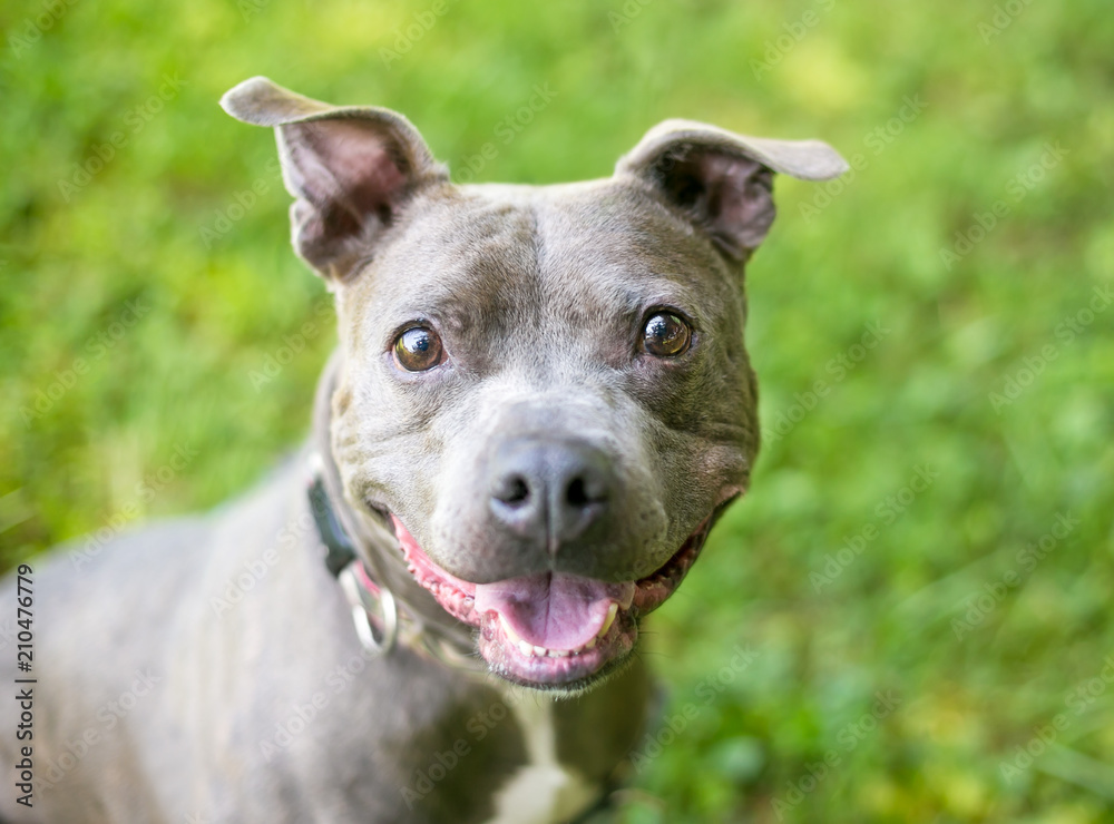 A cute Staffordshire Bull Terrier mixed breed dog with a happy expression