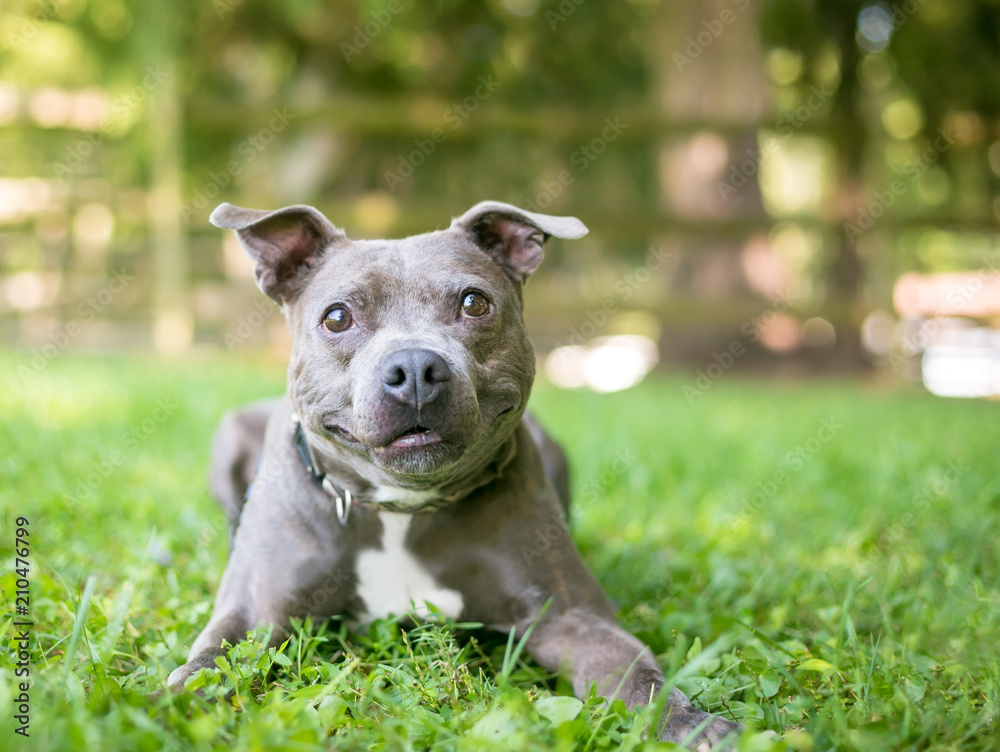 A cute Staffordshire Bull Terrier mixed breed dog relaxing in the grass