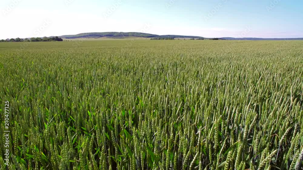 Green wheat view from the top. Camera rises from the bottom to the top. Shooting with a drone, the camera looks at the wheat from the top. Wheat swinging from the wind