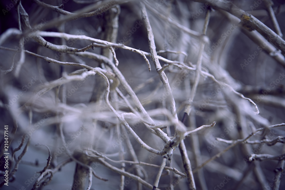 branches of plant branches of plant