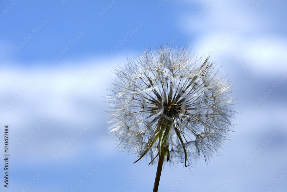 Closeup picture of Dandelion.