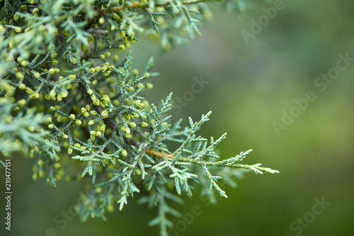 green lush branches of coniferous tree