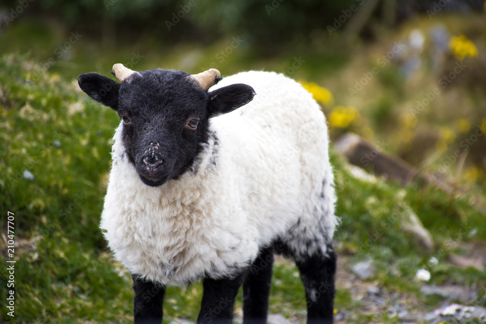 Fototapeta premium Agneau - bébé mouton en Irlande