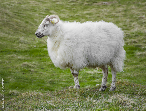 Mouton en irlande