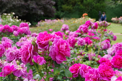 pink roses in the garden