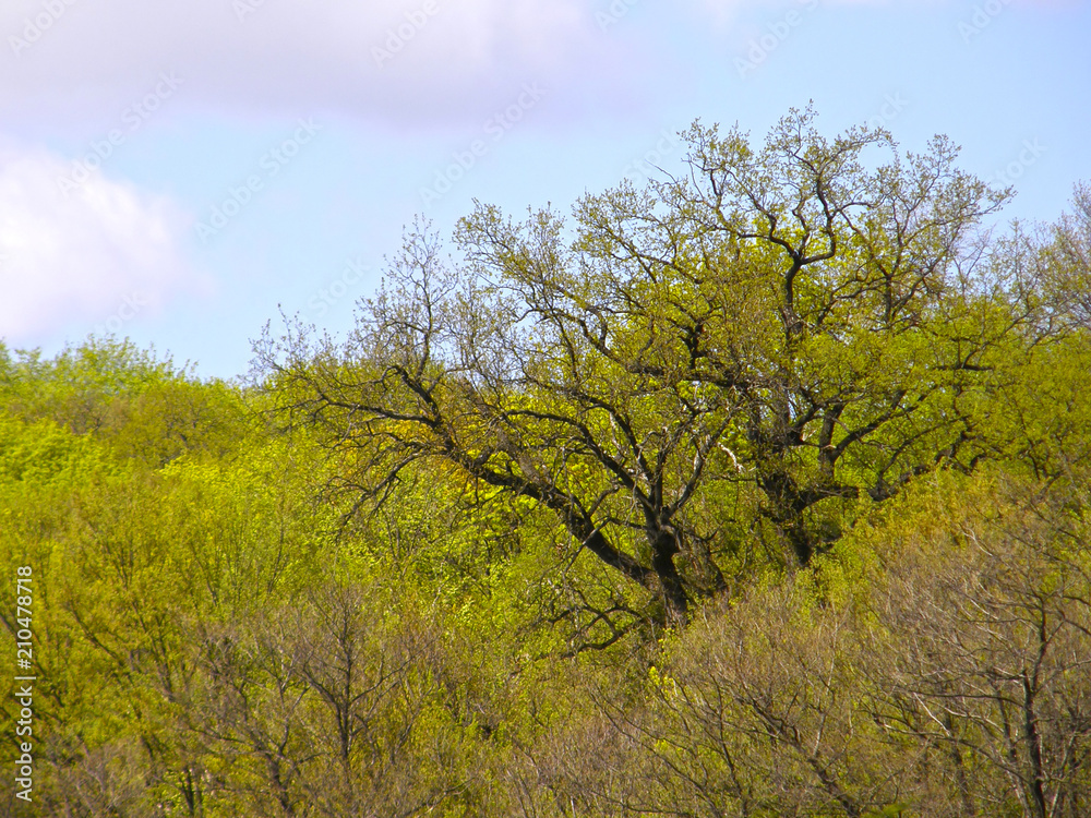 large oak tree in the background of a spring forest. large oak tree in the background of a spring forest.