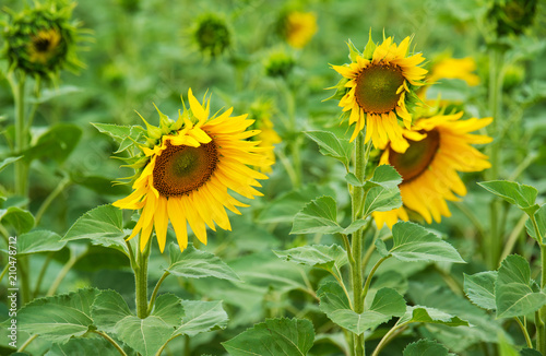 Field of  sunflower