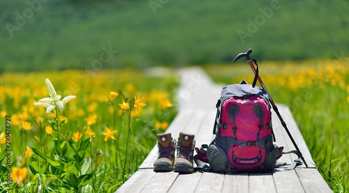 初夏・花々の湿原・ハイキングイメージ #210478727