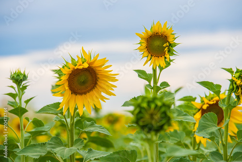 Field of  sunflower