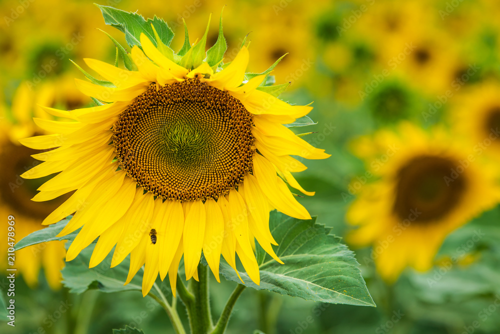 Obraz premium Field of sunflower