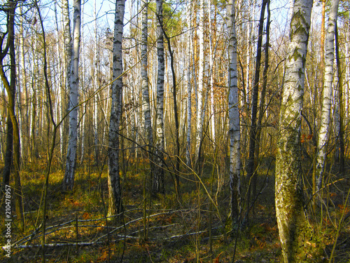 birch forest in early spring.