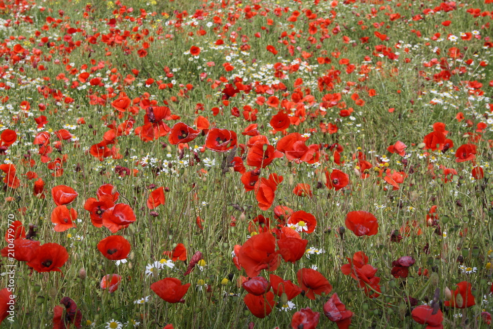 Obraz premium Rotes Feld