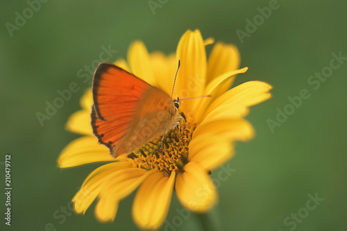 Closeup of a butterfly sitting on an orange flower © Media from Angel