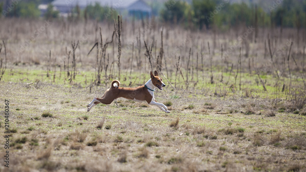 Basenji dogs runs across the field Basenji dogs runs across the field