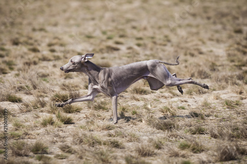 Dog Italian Greyhound pursues bait in the field