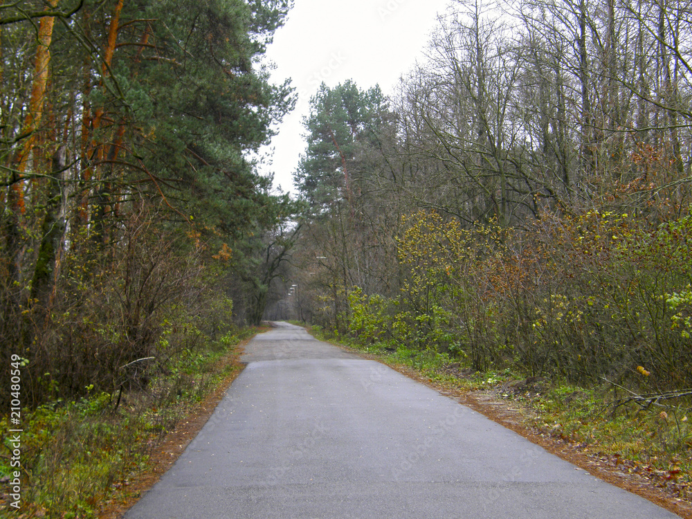 asphalt road in the forest.