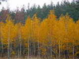 forest. Yellow birch on a background of pines