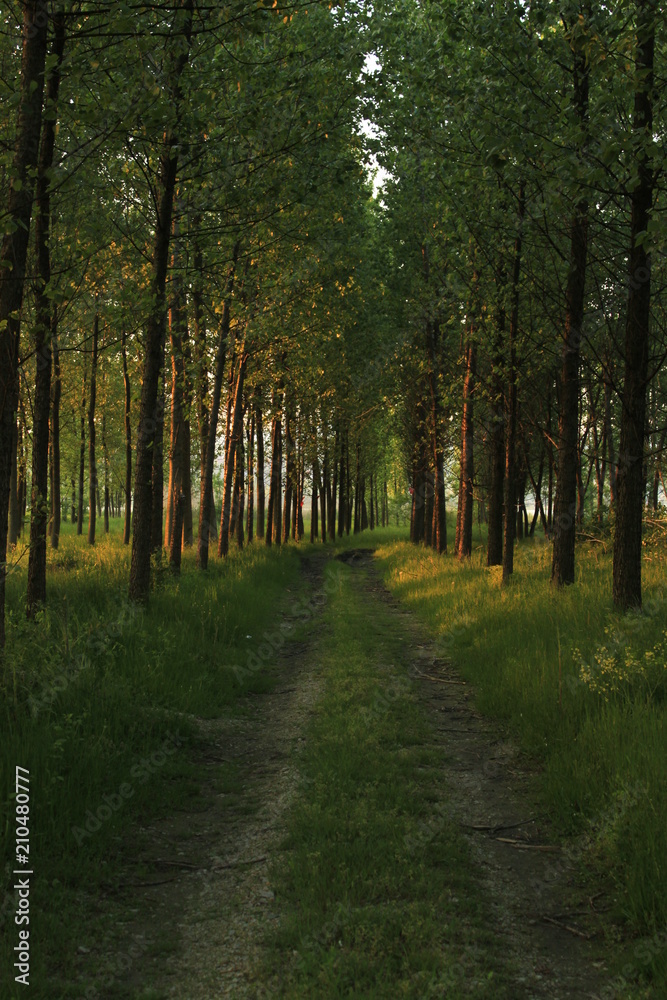 Obraz premium away from city life