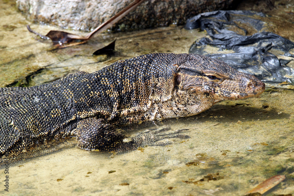 Fototapeta premium Varan de Komodo