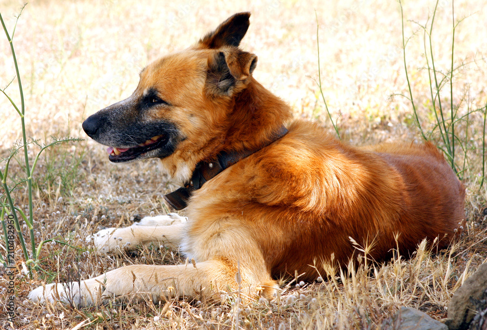 Naklejka premium chien berger allemand