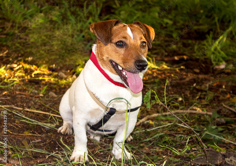 Dog Jack Russell Terrier, color red with white, close-up