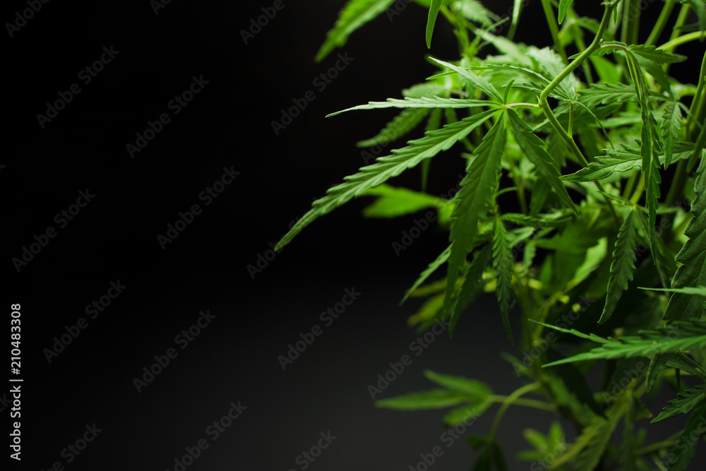 Marijuana leaves, cannabis on a dark background, beautiful background, indoor cultivation Marijuana leaves, cannabis on a dark background, beautiful background, indoor cultivation