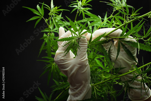 Foto A large number of cannabis flowers the hands of Medetsinsky employee concepts of