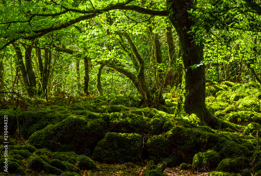 Mossy grounds and wonderful wild nature at Killarney National Park