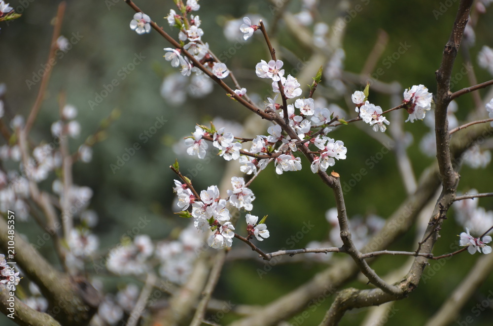 tree spring sakura cherry blossom pink flower japan garden macro tree spring sakura cherry blossom pink flower japan garden macro