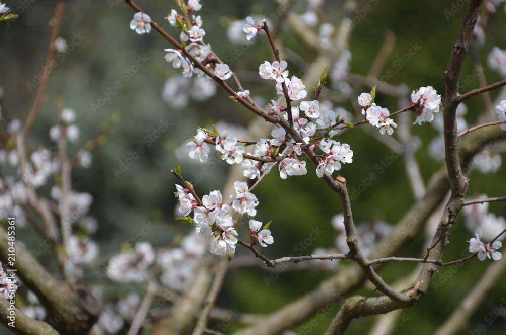 tree spring sakura cherry blossom pink flower japan garden macro tree spring sakura cherry blossom pink flower japan garden macro