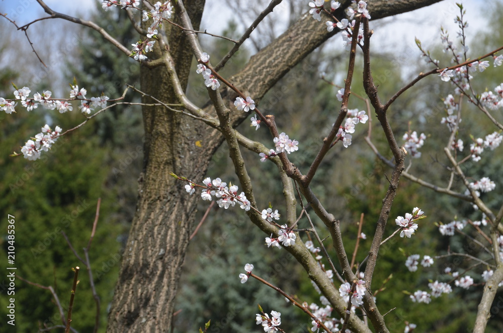 tree spring sakura cherry blossom pink flower japan garden macro tree spring sakura cherry blossom pink flower japan garden macro