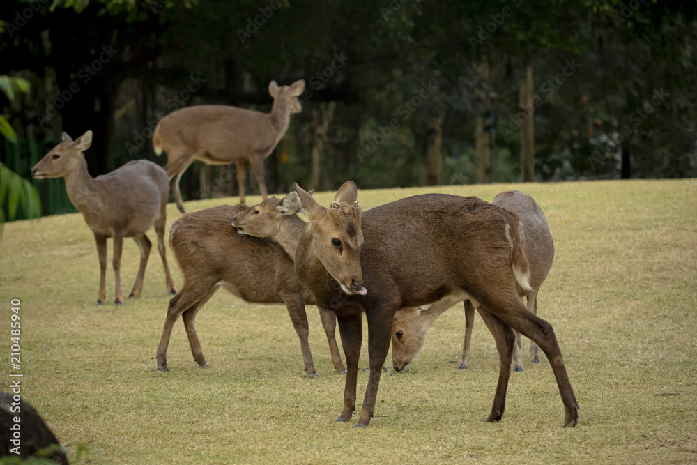 flock of hog deer on green grass field flock of hog deer on green grass field