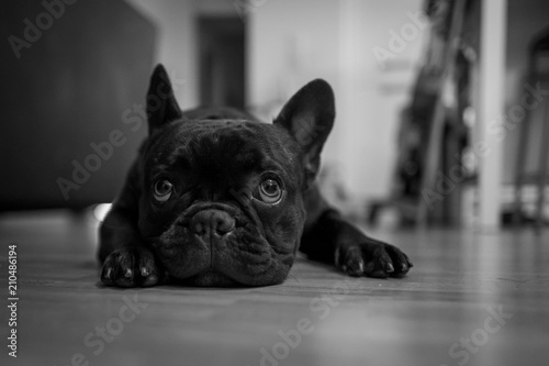 French bulldog puppy © Pierre