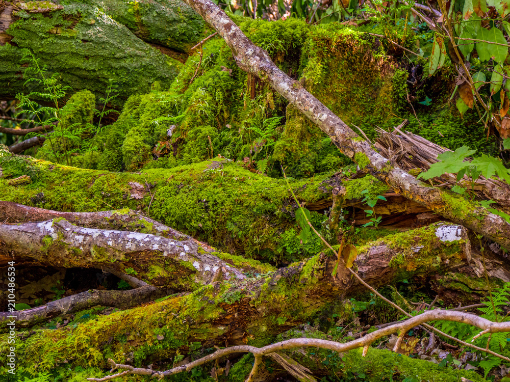 Beautiful ancient trees at Killarney National Park - wild nature Beautiful ancient trees at Killarney National Park - wild nature