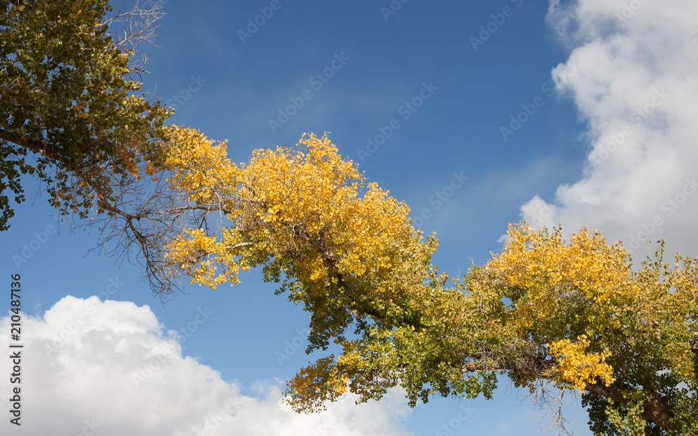 Branches of two cottonwood trees reach towards each other across a blue sky with puffy white clouds 