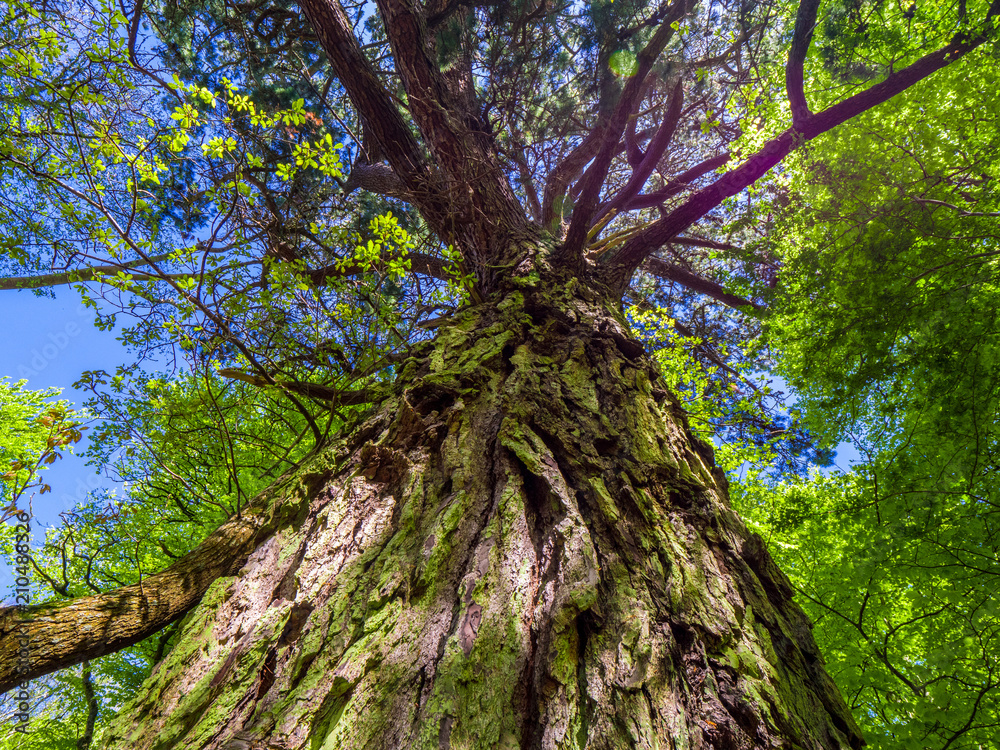 Obraz premium Spectacular ancient trees in Killarney National Park - awesome nature