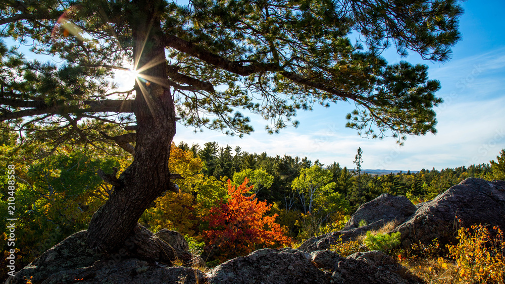 Fototapeta premium Windswept White Pine on Mountain Backlit by Setting Sun