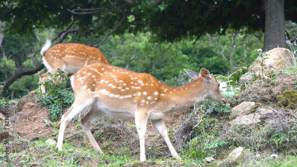 Happy deer living around on Daqiu island, Matsu, Taiwan Happy deer living around on Daqiu island, Matsu, Taiwan