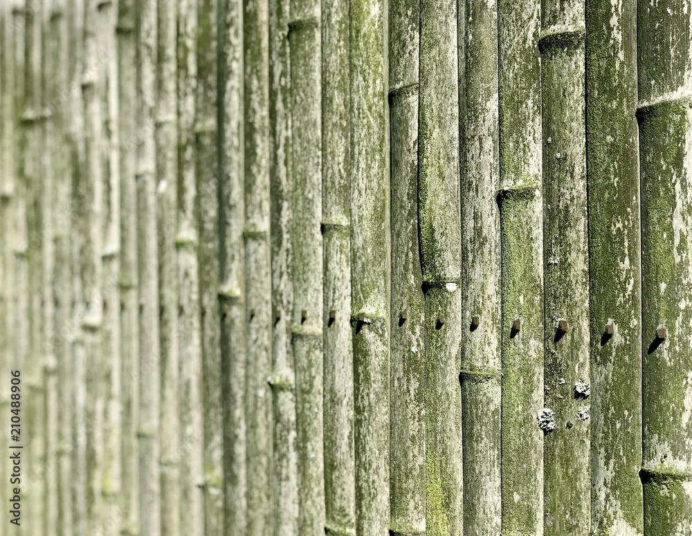 Bamboo fence mossy background
