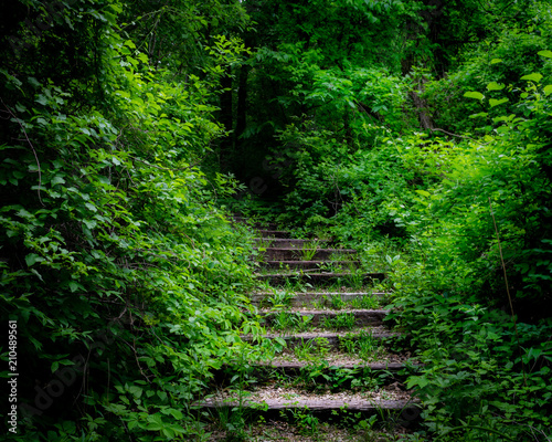 Hiking Trail Stairs into Nature