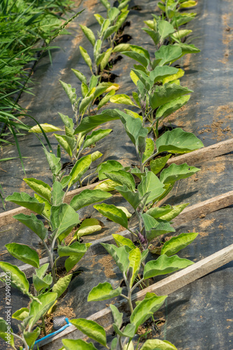 Organic Agriculture in a Hothouse in Ste-Anne-des-Plaines, Quebec, Canada photo