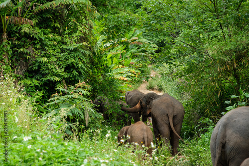 Elephant asia in forest