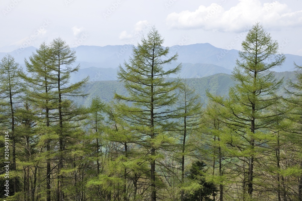 新緑の唐松林と大菩薩嶺