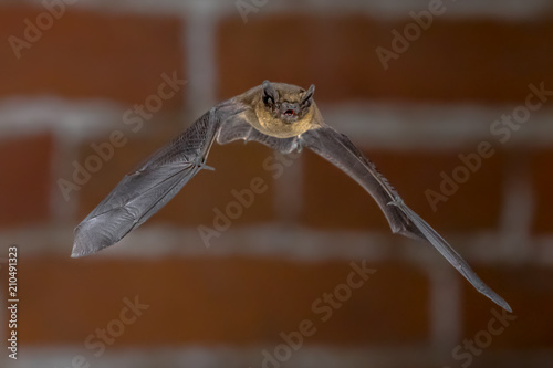 Flying Pipistrelle bat in urban setting © creativenature.nl