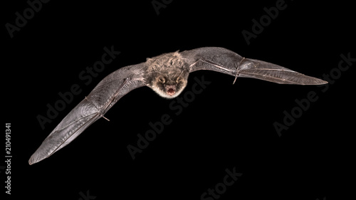 Isolated Flying bat male on black background