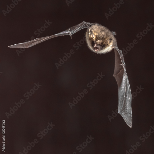 bat Myotis nattereri in flight photo