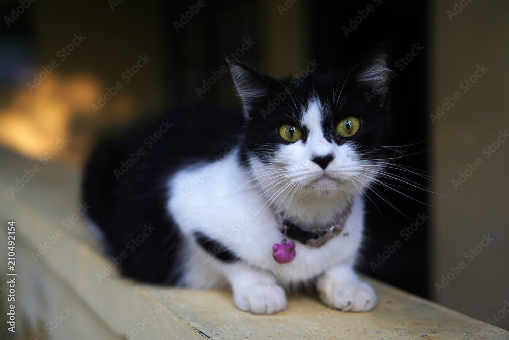 Black and white cat with yellow eye, indonesia